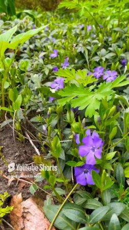 Барвинок малый #flowers #garden #flowers #garden #садоводничество #сад #огород #деревня