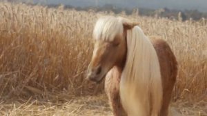 Elf Cosmetics: как многофункциональный "пони" стал лицом революции в макияже