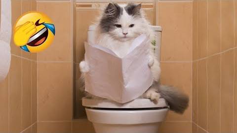 ПРИКОЛЫ С ЖИВОТНЫМИ ДО СЛЕЗ #28 Смешные КОТЫ И СОБАКИ  Приколы