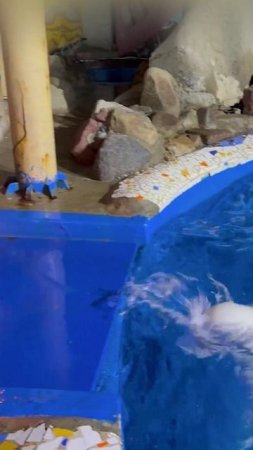 🐬🔥Белуха-«пожарный» из аквапарка в Даляне