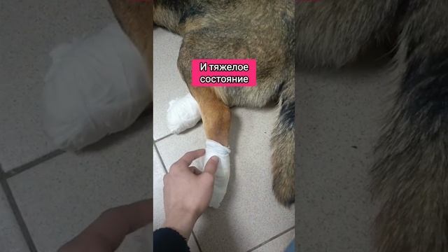 Шурик спинальник очень нуждается в помощи