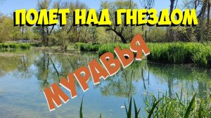 Полёт над гнездом муравья