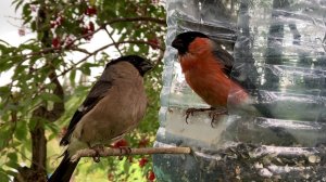 Бурундук. Птицы Поползни, Зеленушки, Синицы, Дубонос, Снегири. Часть 58