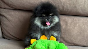 Дым-Дымыч - Мальчик - Померанский шпиц