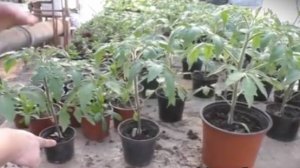 🍅 Томат из большого стакана растёт в 2 раза быстрее! Проверенный способ
