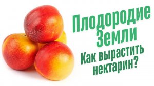 Как вырастить нектарин?