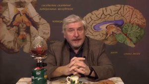 Сообразительные вороны