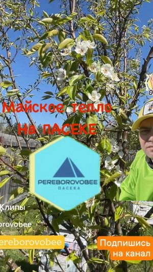 Тепло май! ТРУТЕНЬ! ПАСЕКА! #pereborovobee #пасека #пчеловодство