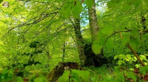 Лесная терапия с целебными частотами 🌳🌞