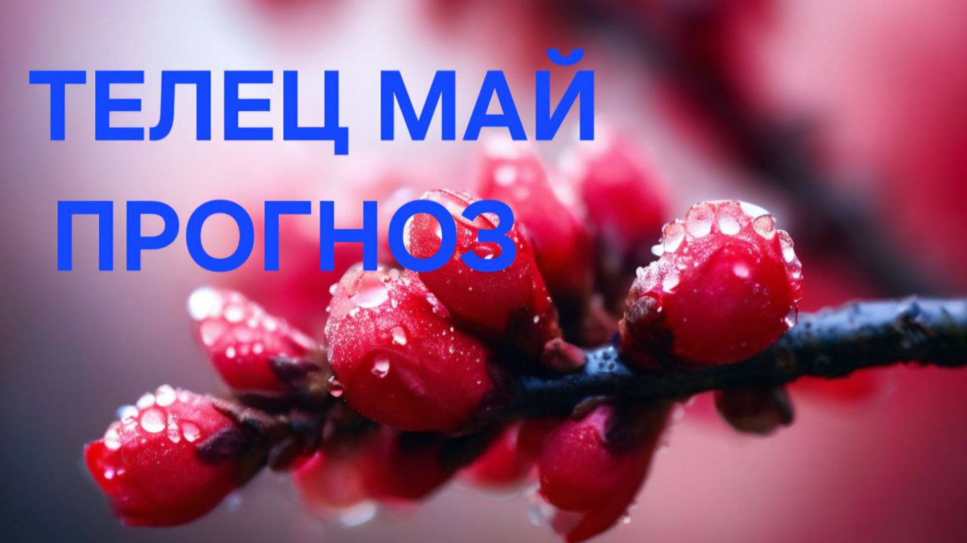 ТЕЛЕЦ. ТАРО ПРОГНОЗ НА МАЙ