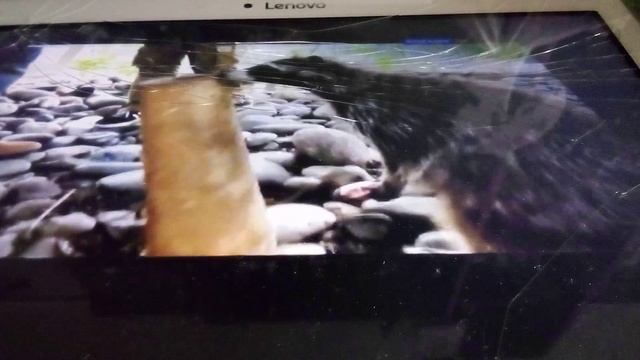 Любопытные еноты полоскуны в московском зоопарке.