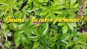 Сныть - великое растение