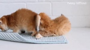2_Котята играют, 2 котенка