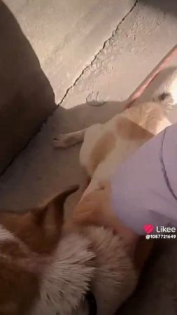 Мучает под музыку.