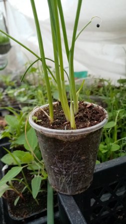 Рассада ЛУКА из СЕМЯН, всегда отличный урожай.
