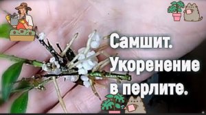 Самшит. Как я его укореняла в перлите.