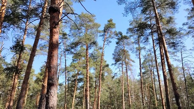 Кто и каким образом становиться руководителем в работе по найму в организации?