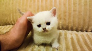Продаются котята манчкин