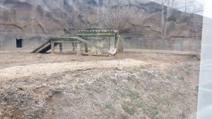 Ижевский зоопарк 2023, лев на природе в открытом зоопарке