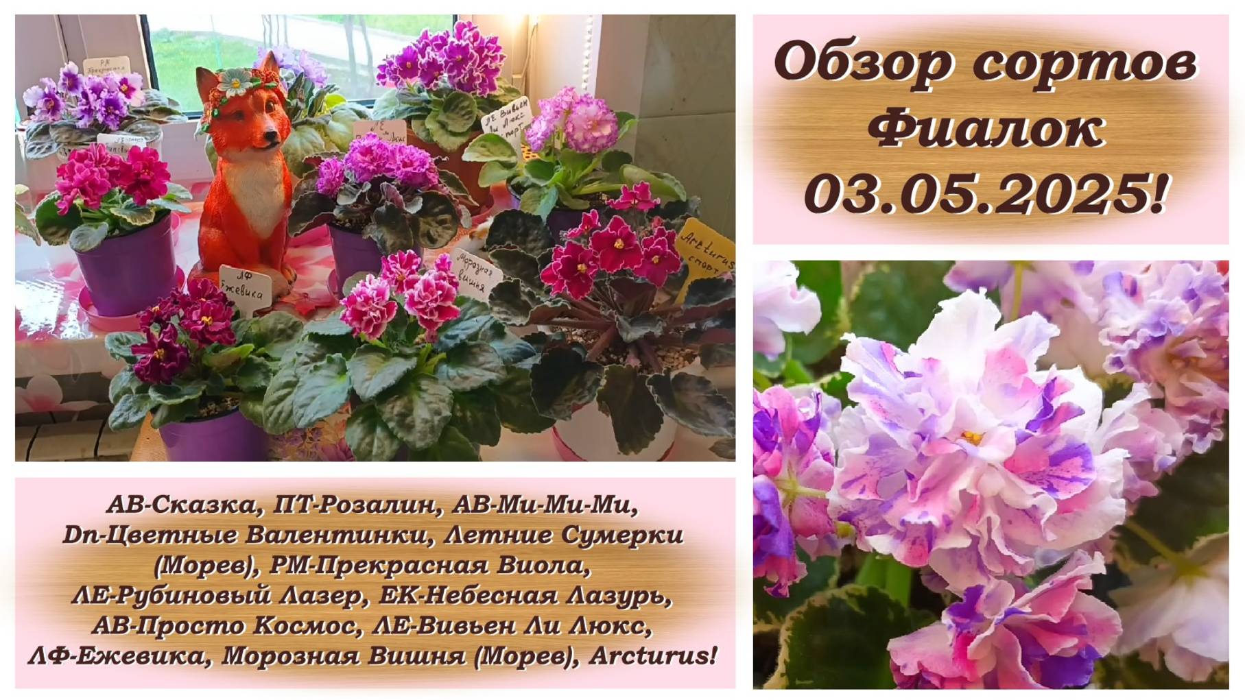 Обзор сортов Фиалок 03.05.2025!