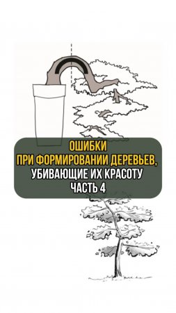 Ошибки при формировании деревьев, убивающие их красоту. Часть 4