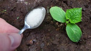 ОГУРЦЫ ВЗРЫВАЮТСЯ В РОСТЕ! Первая подкормка, которая удваивает урожай