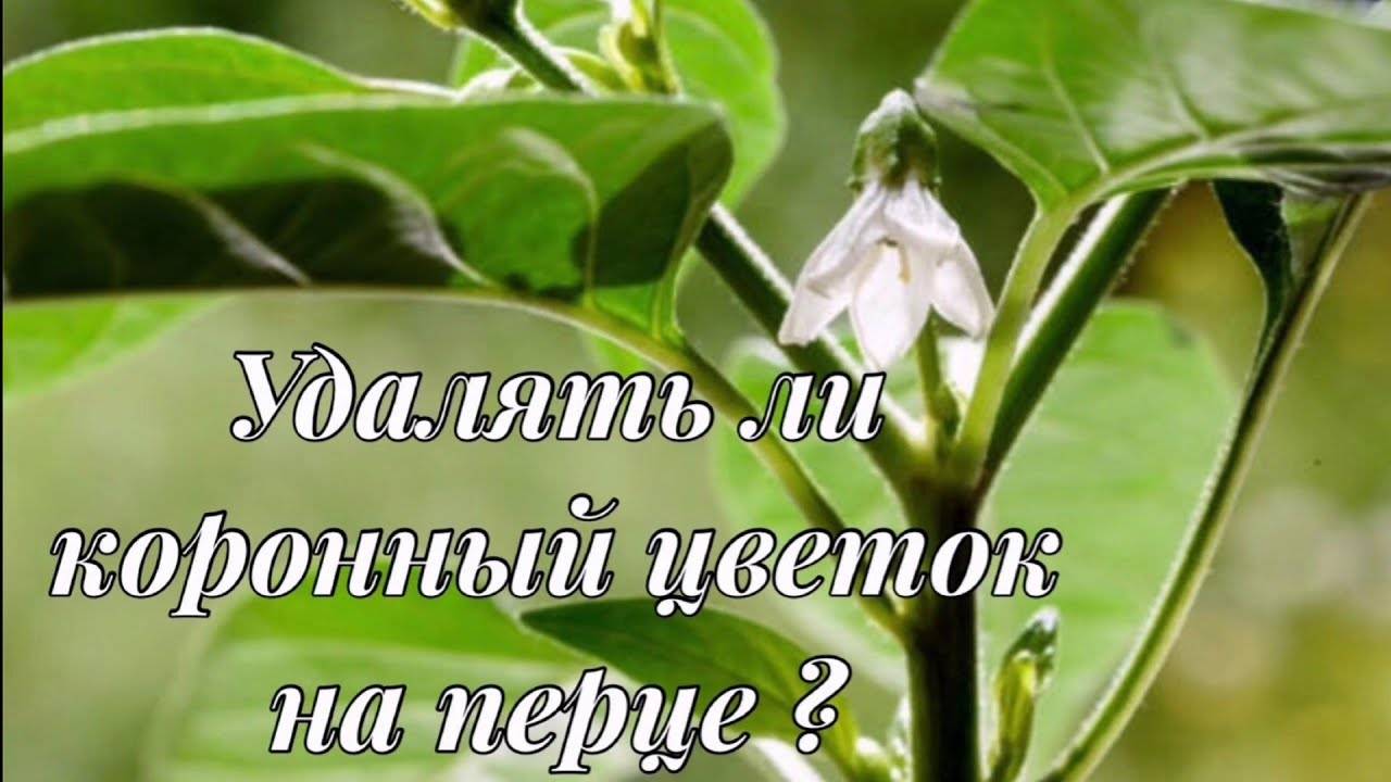 Коронный цветок на перце: удалять или нет