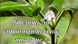Коронный цветок на перце: удалять или нет