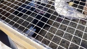 Ярмарка голубей г.Узловая 03.05.25