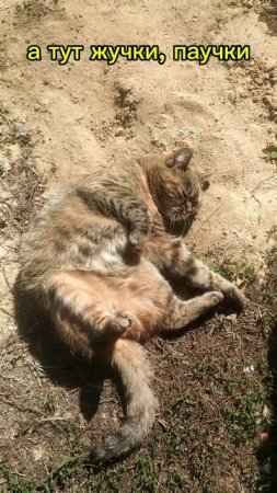 Кошка кайфует