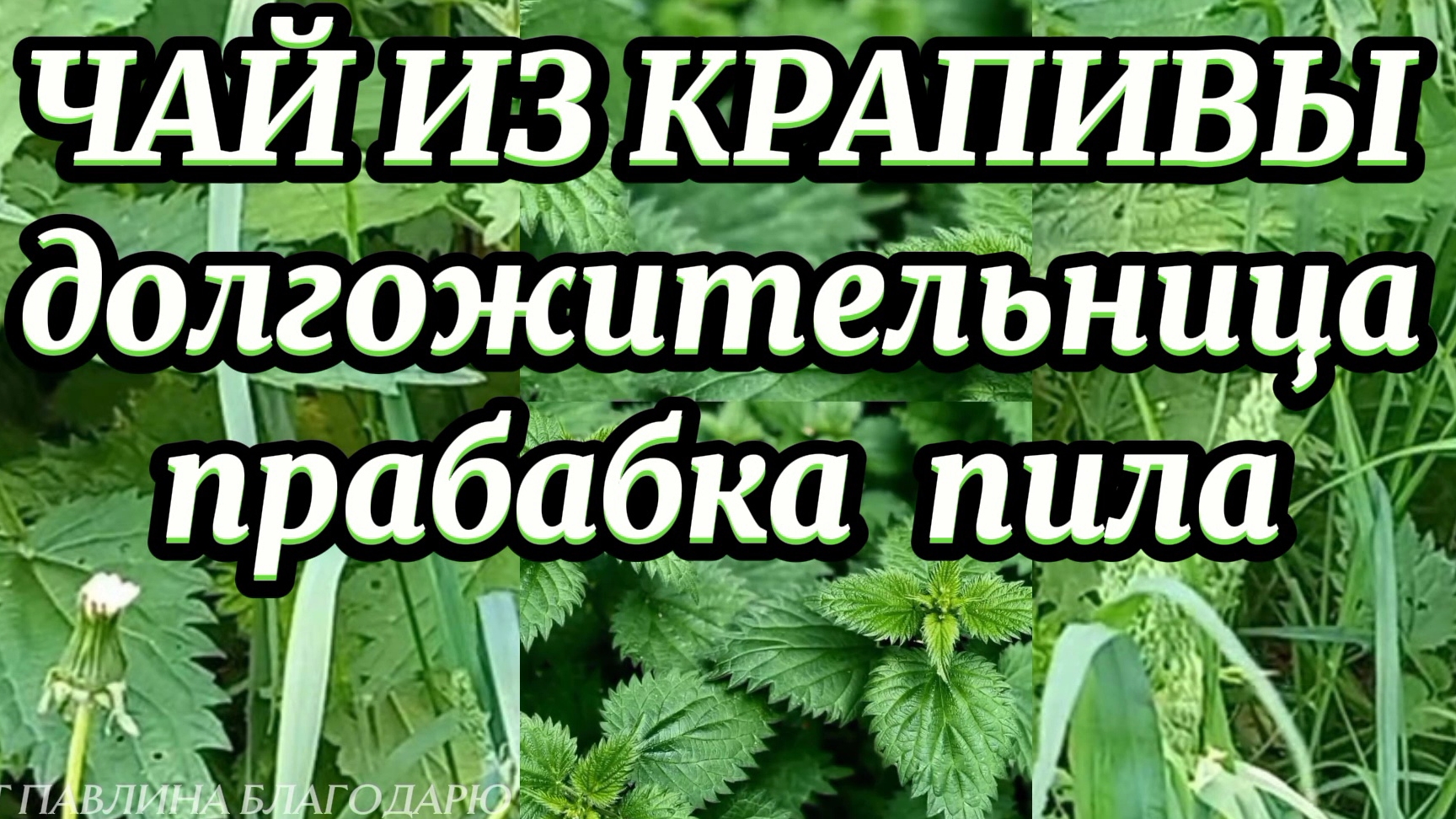 Чай из крапивы.
 Как правильно заварить.