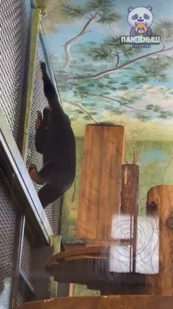 😳 Тем временем медвежонок Маша изучила трюк «зависание в воздухе».

Невероятный медвежий талант.