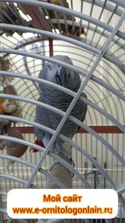 Акция мая у ветврача орнитолога.