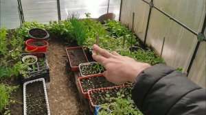 Опять заморозки! ПЛАН ПОСАДОК на май в теплице и работы в саду и огороде.