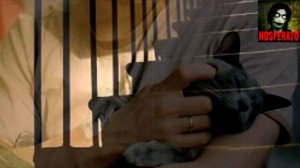 Нюга. Страшные истории на ночь 🫣🫣🫣