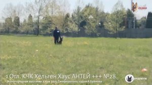 1 Отл. КЧК Хельген Хаус АНТЕЙ +++ №28 / КЧК СИМФЕРОПОЛЬ 2 мая`25 А.Буйнова Моно немецких овчарок