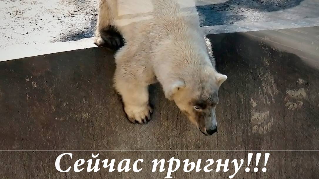 Кувырок назад и прыжки в воду с канистрой от белого медвежонка.