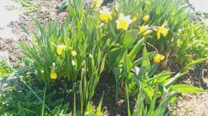 2025 Самый крупный и выносливый сорт чеснока в России-ЛОШАДИНЫЙ, ОТ РУСТИКА!!!