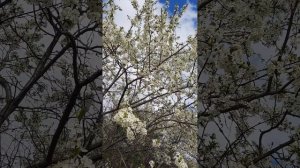 Май, весь в белом цвете