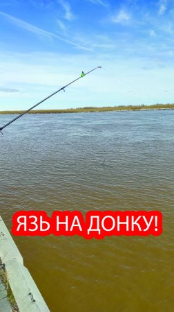 ЯЗЬ на донку!