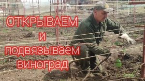 Хабаровск. Открываем и подвязываем виноград