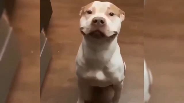 Смешные КОТЫ И СОБАКИ 2020/Funny Dog Cats 2020 #коты #собаки # смешныекоты #смешныесобаки #приколы смотреть онлайн