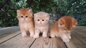 1_Котята сидят, 3 котенка