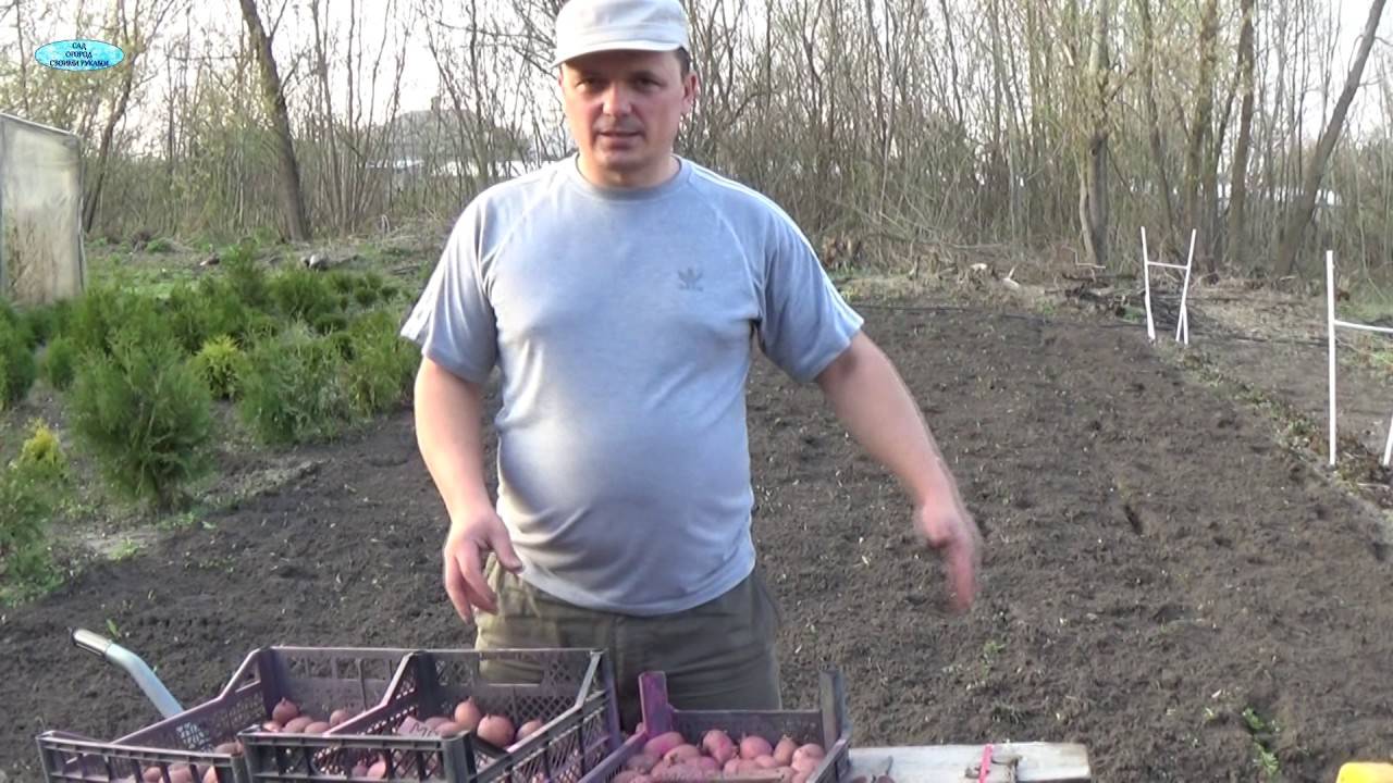 🥔 ПОСАДКА КАРТОШКИ ПО БОРОЗДЕ: Быстро, ровно и без боли в спине!