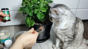 Герань сроду так не цвела, сделайте так в мае с геранью