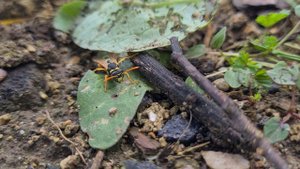 Прогулка осы