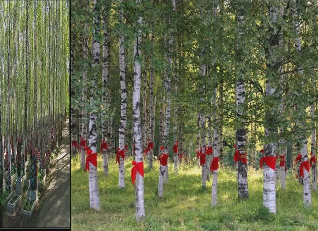 БЕЛОСТВОЛЬНЫЕ БЕРЁЗЫ