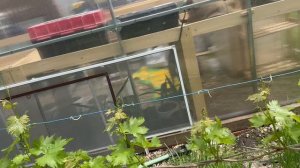 Зачем делать обломку побегов на винограде