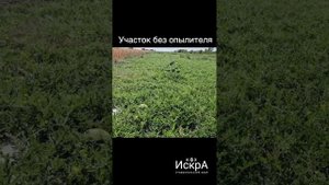 Сравниваем как растет триплоидный арбуз (бессемянник) с опылителем и без оного.