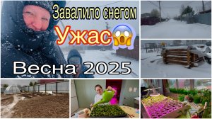 Нас завалило снегом Ужас, апрель 2025 Пермский край. Как справляюсь с рассадой. То снег,то дождь.